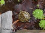 Young Slider Turtle