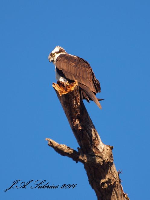 An Osprey surveying Kootenay Lake this April