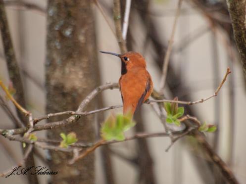 The first hummingbird i have seen at my feeder this spring