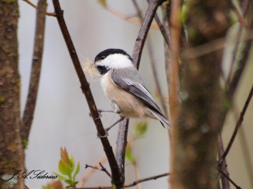 Black-capped Chickadee with dog hair for nesting