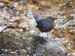 American Dipper