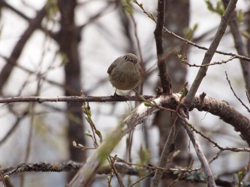 Ruby-crowned Kinglet