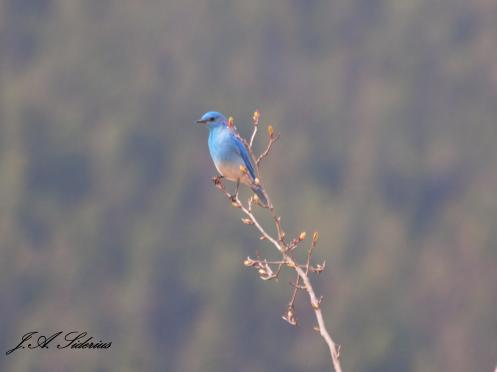 Western Bluebird Male