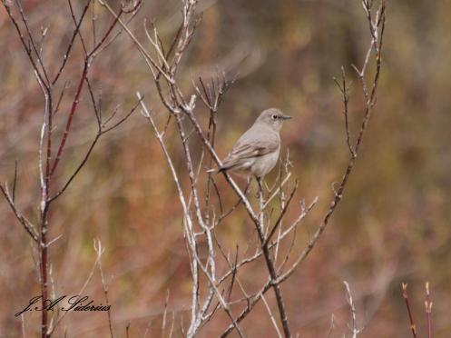 Townsend's Solitaire at Kokanee Creek