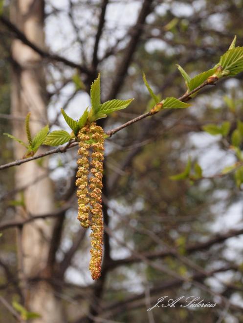 Birch Leaves and Catkins: the world greens up