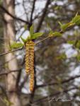 Birch Leaves and&nbsp;Catkins