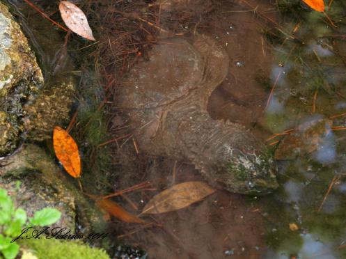 Snapping Turtle hidden in the waters of Okefenokee