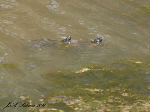 Watching the Golfers