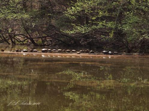 Several Turtles Basking in the Sun