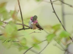 Calliope Male (paint effect on photo)