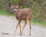 Mule Deer