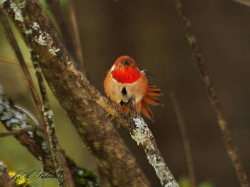 A Hummer's eye view of a Rufous in full flare