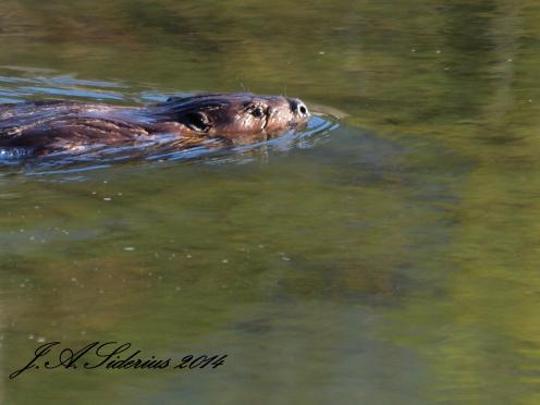 Beaver swimming in Kokanee Creek