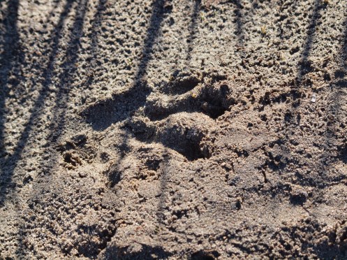 Beaver Track