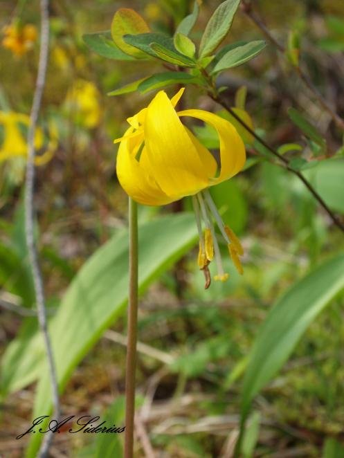 A Yellow Glacier Lily Flower
