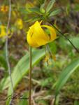Glacier Lily