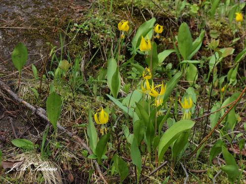The Glacier Lilies are in bloom