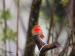 Rufous Hummingbird