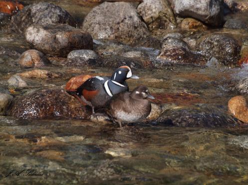 A pair of Harlequin Ducks
