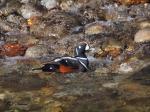 Harlequin Duck Male