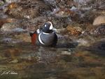 Male Harlequin Duck