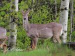 White-tailed Doe