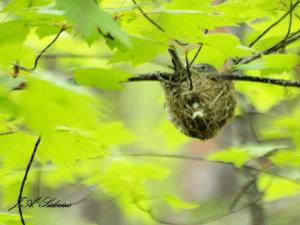 Nesting Cassin's Vireo