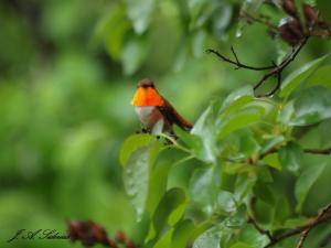 Rufous Hummingbird