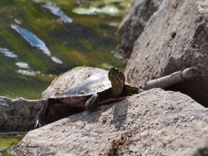 Painted Turtle