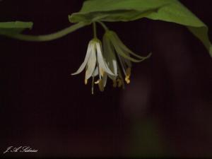 Hooker's Fairybells