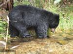 Black Bear fishing