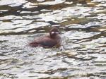 Harlequin Duck female