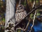 Barred Owl