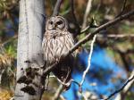Barred Owl