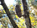 Barred Owl: fist&nbsp;sight