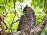 Great Horned Owl