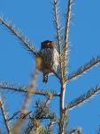 PYgmy Owl at Tree&nbsp;Top