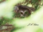 Saw-whet Owl peering at Steller’s&nbsp;Jay