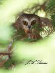 Saw-whet Owl Roost