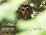 Saw-whet Owl