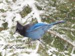 Steller’s Jay in&nbsp;Winter