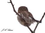 Pygmy Owl on&nbsp;Watch