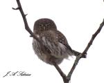 Pygmy Owl Staring&nbsp;Back
