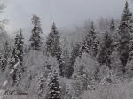 Kokanee Forest in&nbsp;Winter