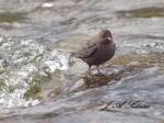 Dipper in the&nbsp;Torrent