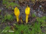 Skunk Cabbage