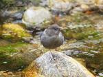 Singing Dipper