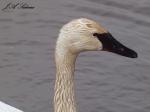 Trumpeter Swan head
