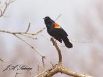 Singing Red-wing Blackbird