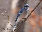 Blue Jay